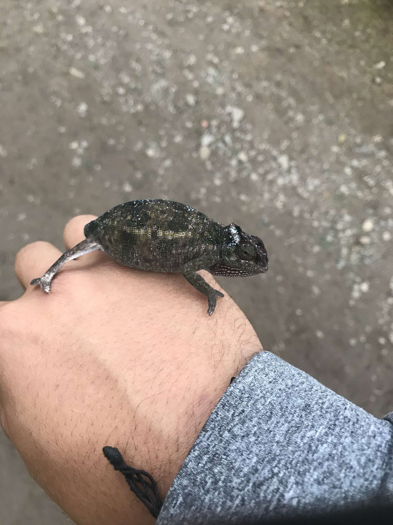 Image of Kilimanjaro Blade-horned Chameleon