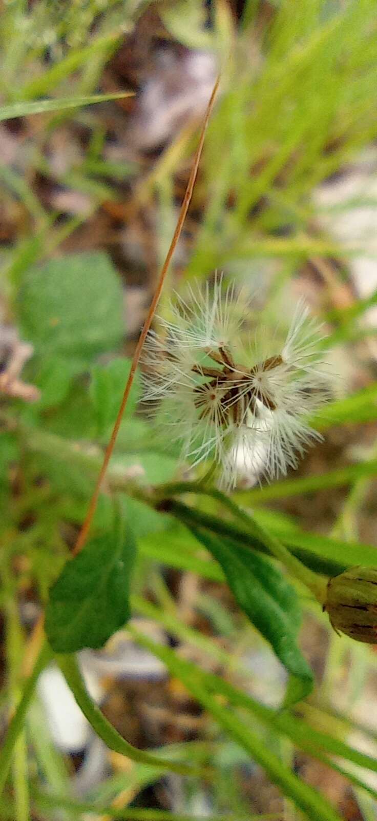 Sivun Cyanthillium cinereum var. cinereum kuva