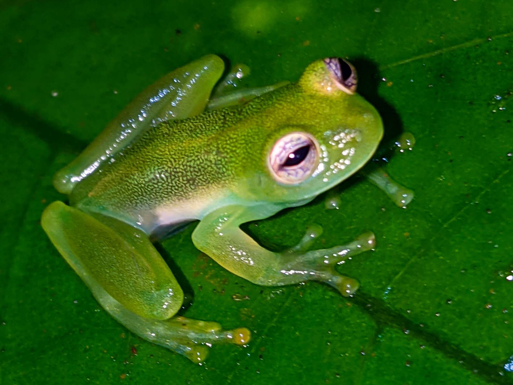 Image of Dwarf Glassfrog