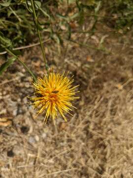 Plancia ëd Centaurea collina L.