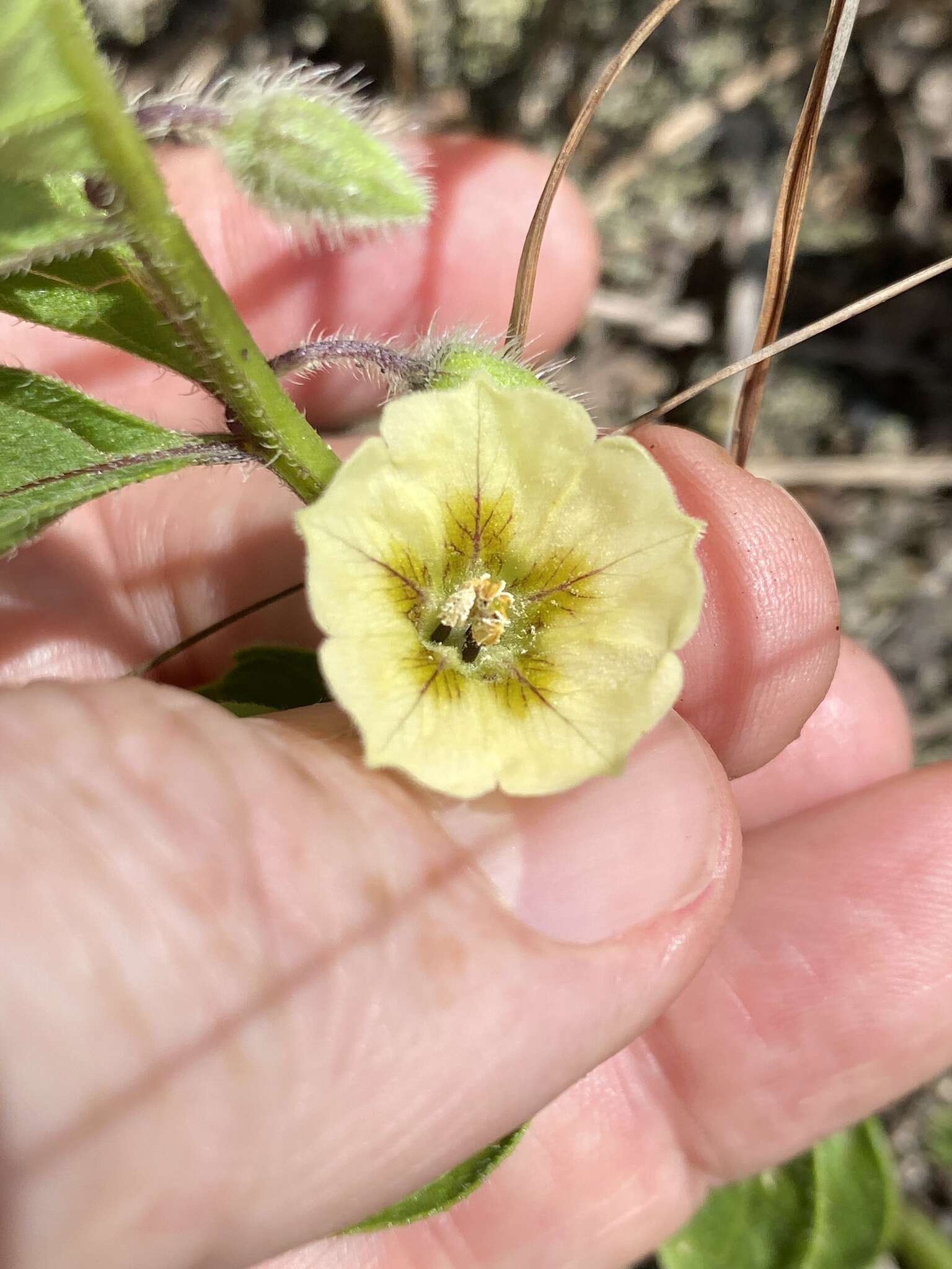 Image of sword groundcherry