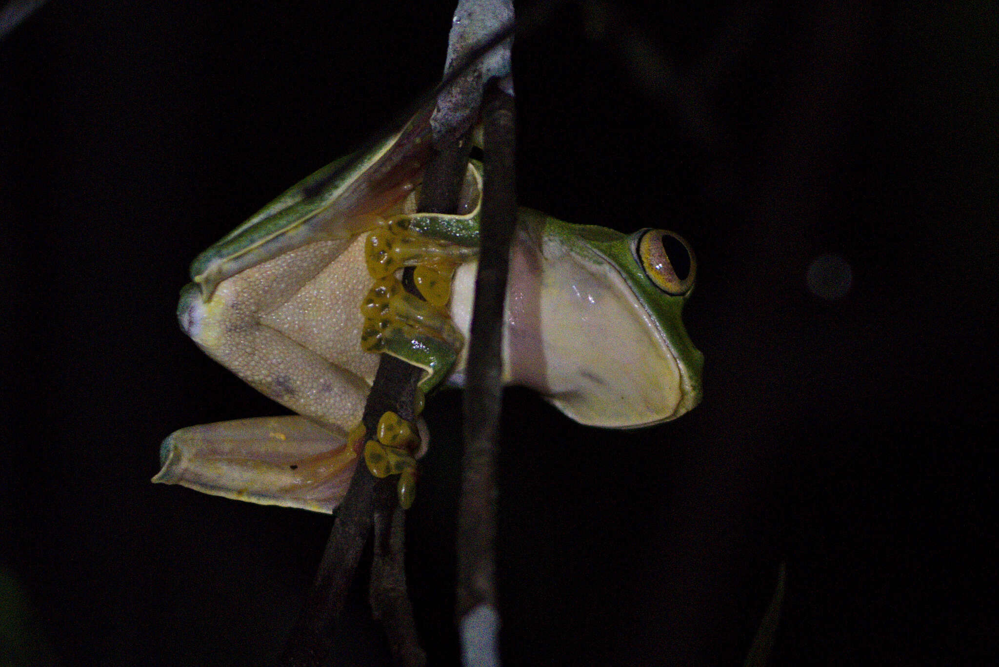 Image of Parachuting frog