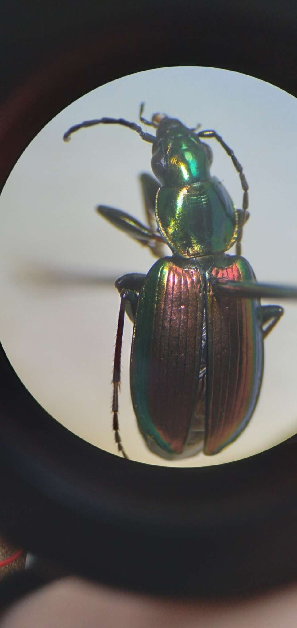 Image of Agonum (Olisares) cupripenne (Say 1823)