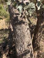 Image of Eucalyptus polyanthemos subsp. vestita L. A. S. Johnson & K. D. Hill