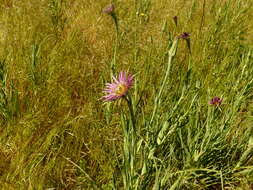 Image of remarkable goatsbeard