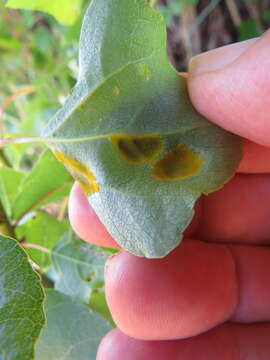 Image of Taphrina populi-salicis Mix 1947