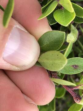 Image of Arctostaphylos uva-ursi subsp. uva-ursi