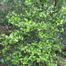 Plancia ëd Ixora collina (Montrouz.) Beauvis.