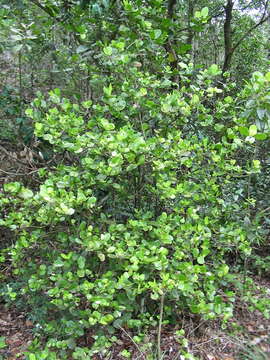 Image of Ixora collina (Montrouz.) Beauvis.