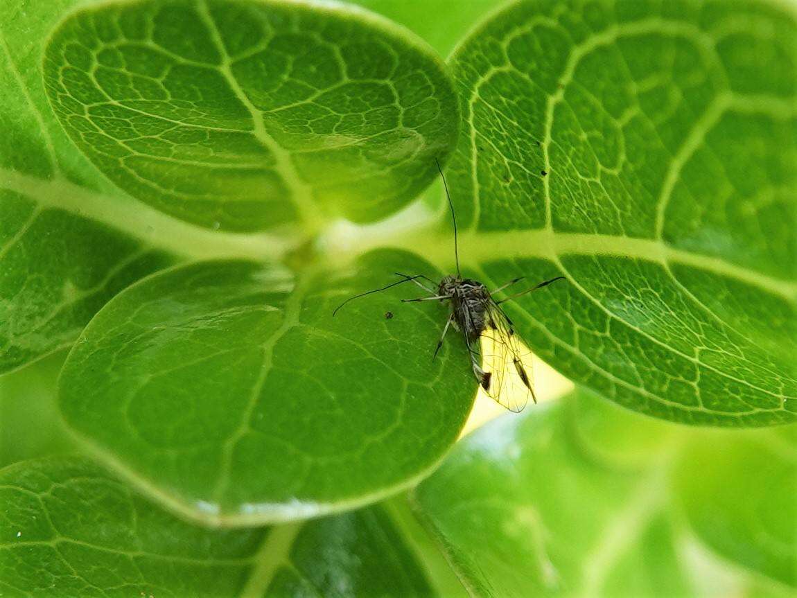 Clematostigma maculiceps (Enderlein 1903) resmi