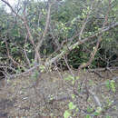 Image of Ficus cordata subsp. lecardii (Warb.) Berg