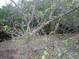 Image de Ficus cordata subsp. lecardii (Warb.) Berg