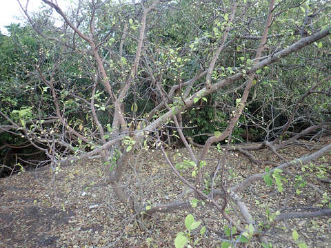 Image of Ficus cordata subsp. lecardii (Warb.) Berg