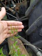 Imagem de Epilobium pseudorubescens A. K. Skvortsov