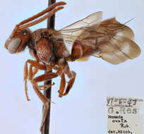 Image of Nomada ovata (Robertson 1903)