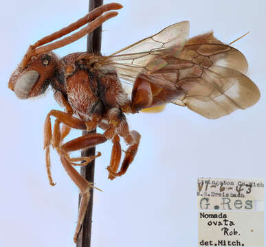 Image de Nomada ovata (Robertson 1903)