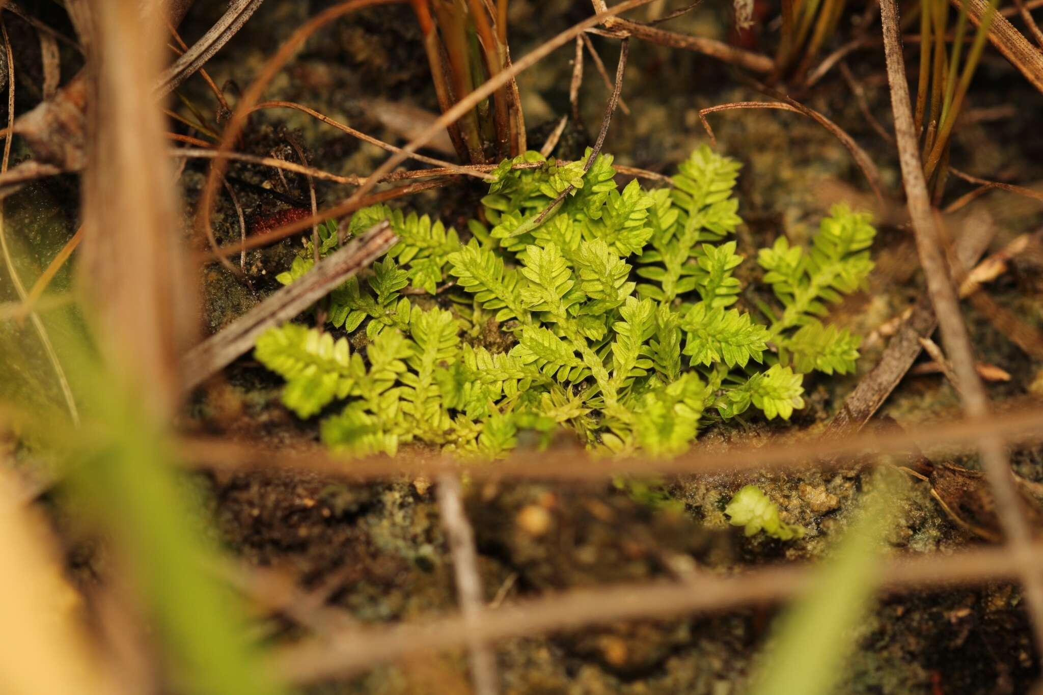 Image of Eaton's spikemoss