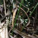 Image of Maltebrunia leersioides Kunth