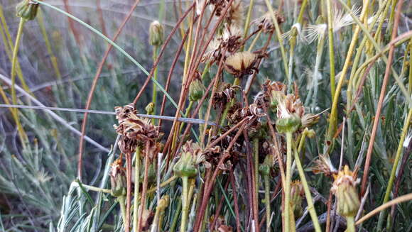 Image of Heterolepis peduncularis DC.