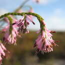 Image of Erica innovans E. G. H. Oliver