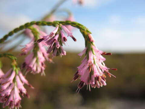 Image of Erica innovans E. G. H. Oliver