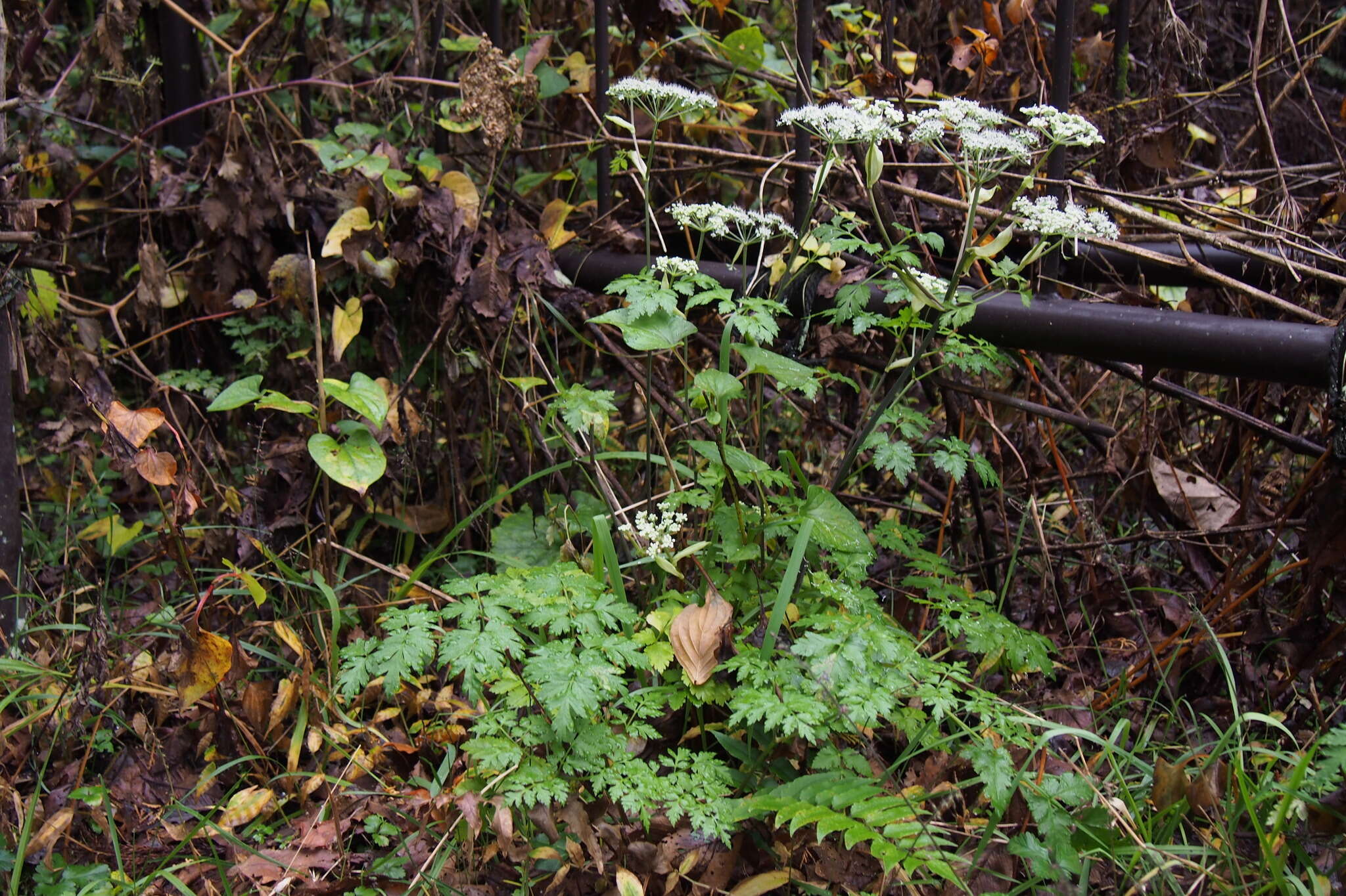 Image of Angelica pubescens Maxim.