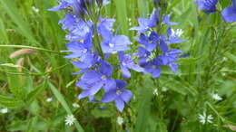 Image de Veronica teucrium L.