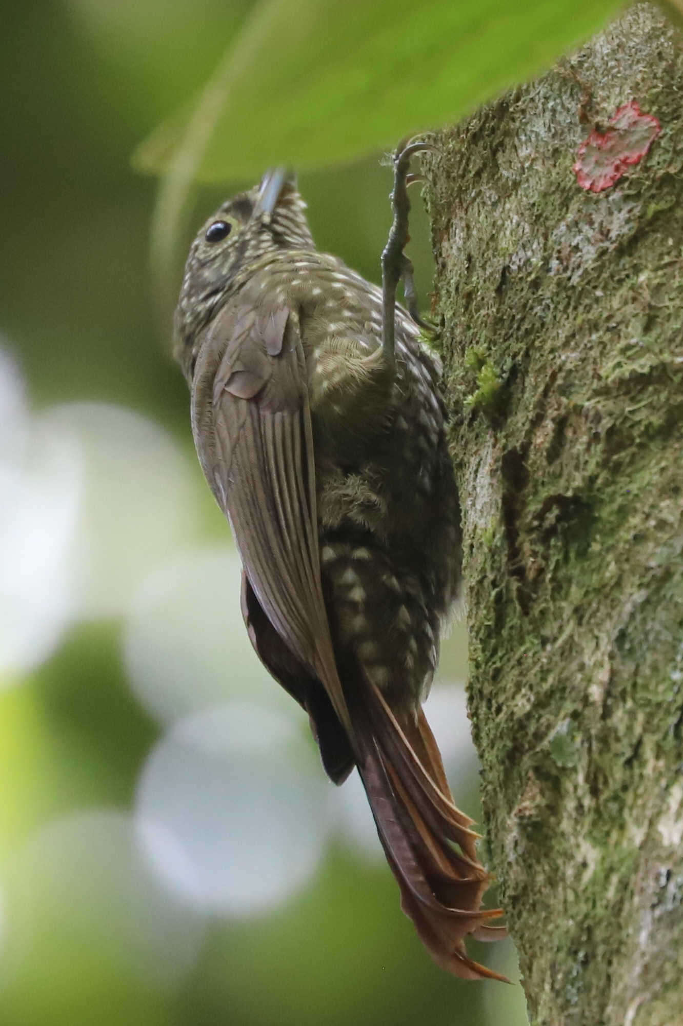 Imagem de Xiphorhynchus triangularis (Lafresnaye 1842)