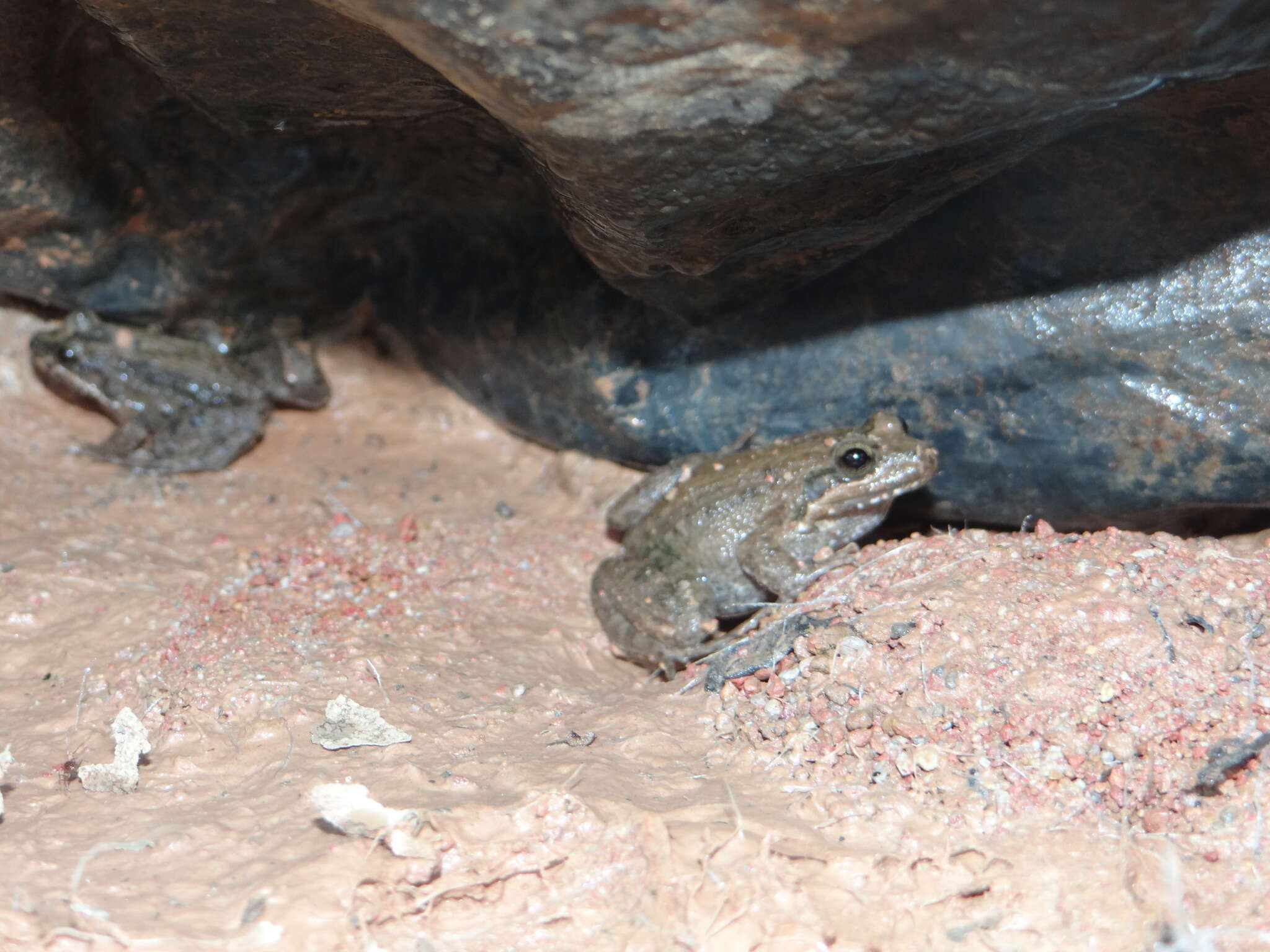 Imagem de Leptodactylus podicipinus (Cope 1862)