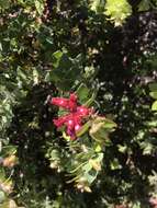 Image of Arctostaphylos purissima subsp. purissima