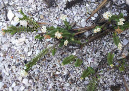 Image of Pimelea xenica C. J. Burrows