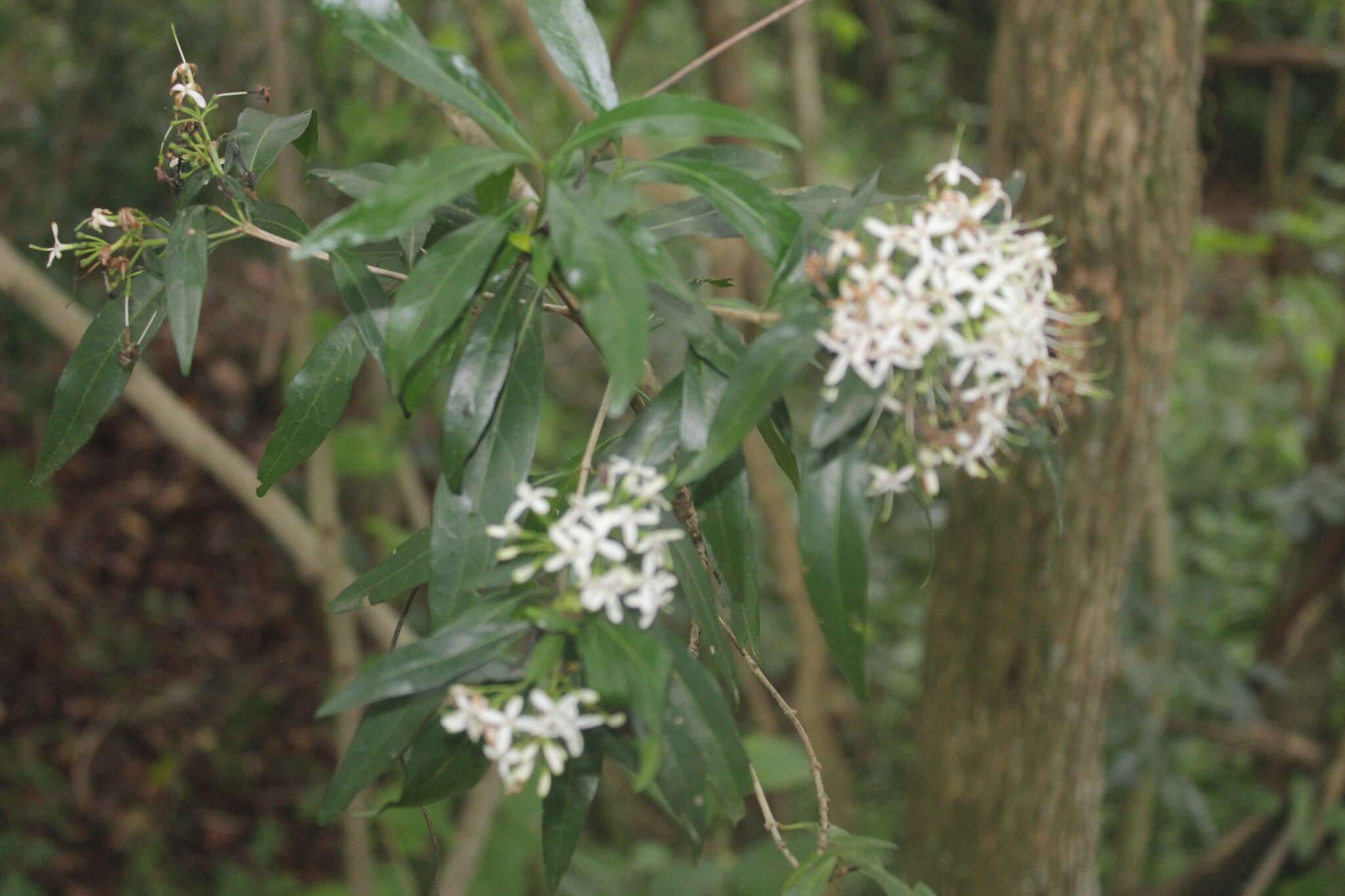 Image of Pavetta lanceolata Eckl.