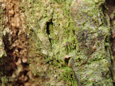 Image of Psoroglaena dictyospora (Orange) H. Harada