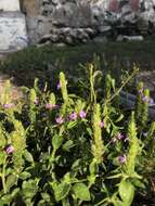 Image of Justicia procumbens var. hirsuta Yamam.