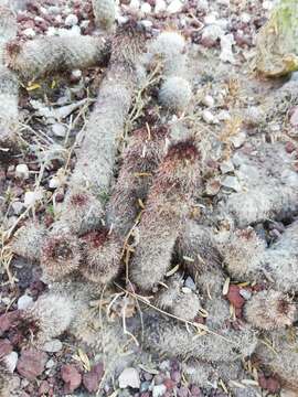 Image of Mammillaria sphacelata Mart.