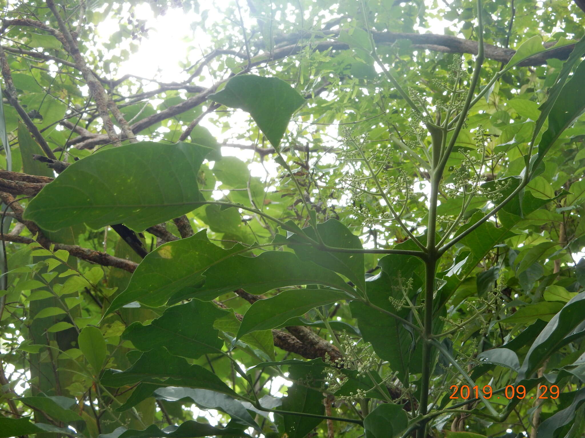 Image de Melicope semecarpifolia (Merr.) T. G. Hartley