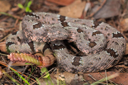 Crotalus lepidus klauberi Gloyd 1936 resmi