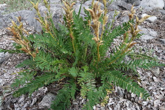 Sivun Oxytropis viscida Torr. & A. Gray kuva