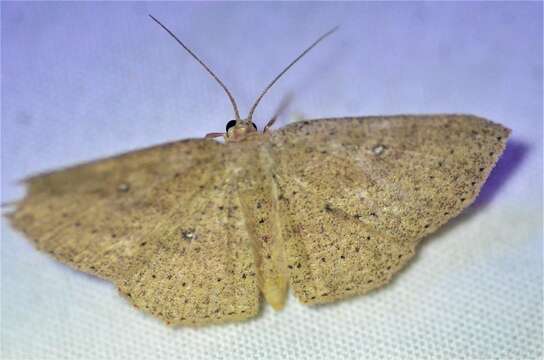 Image of Cyclophora myrtaria Guenée 1858