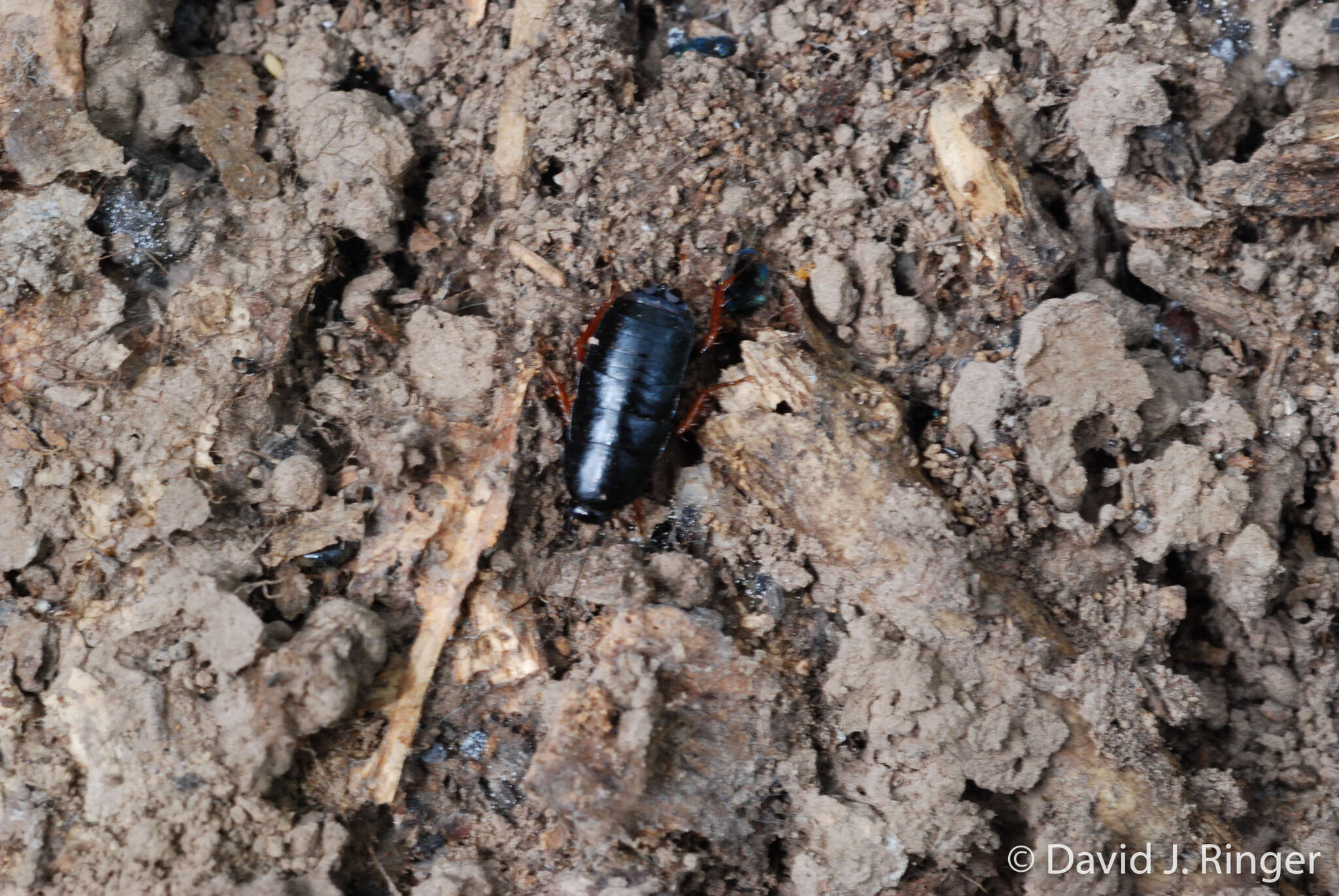 Image of Dark Wood Cockroach