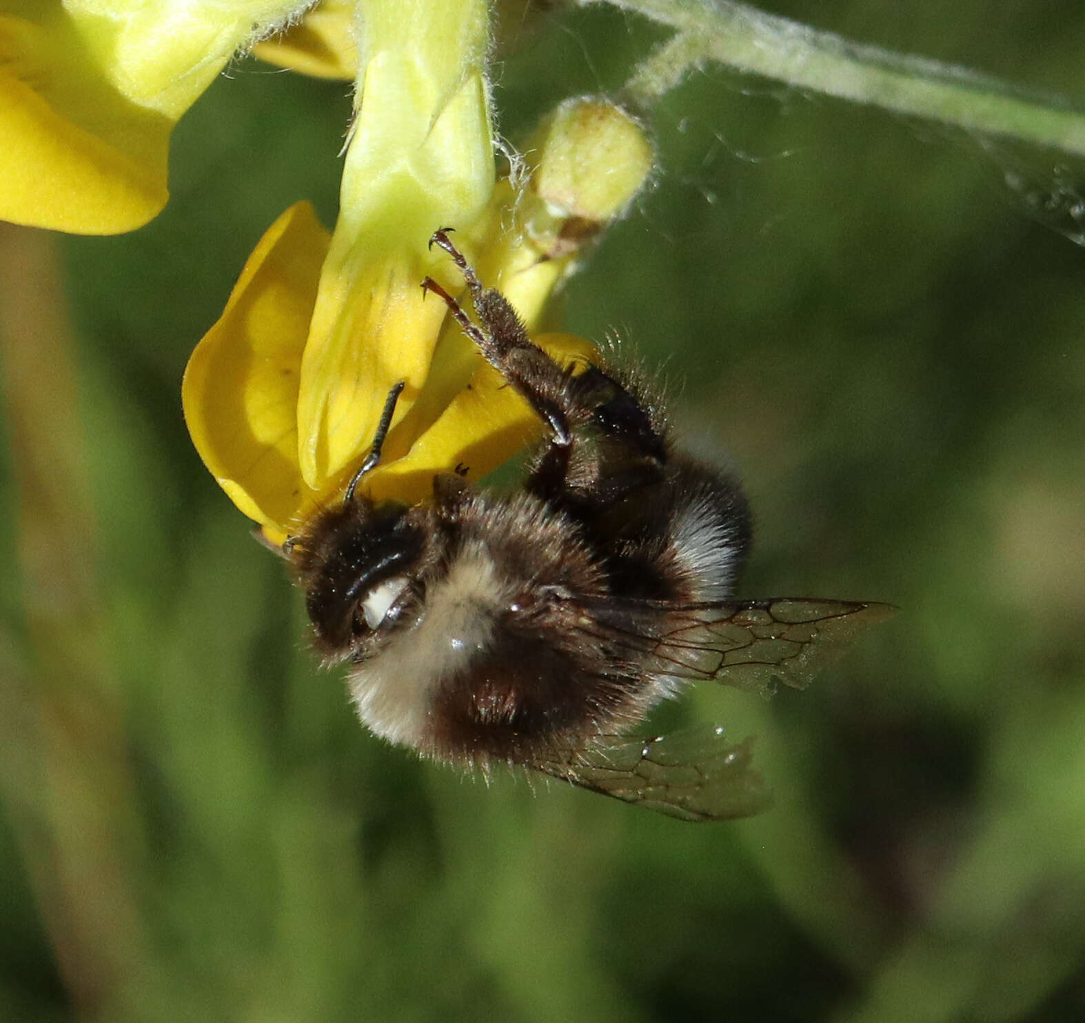 Image of Bombus soroeensis (Fabricius 1776)