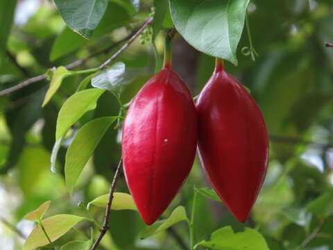 صورة Adenia heterophylla subsp. heterophylla