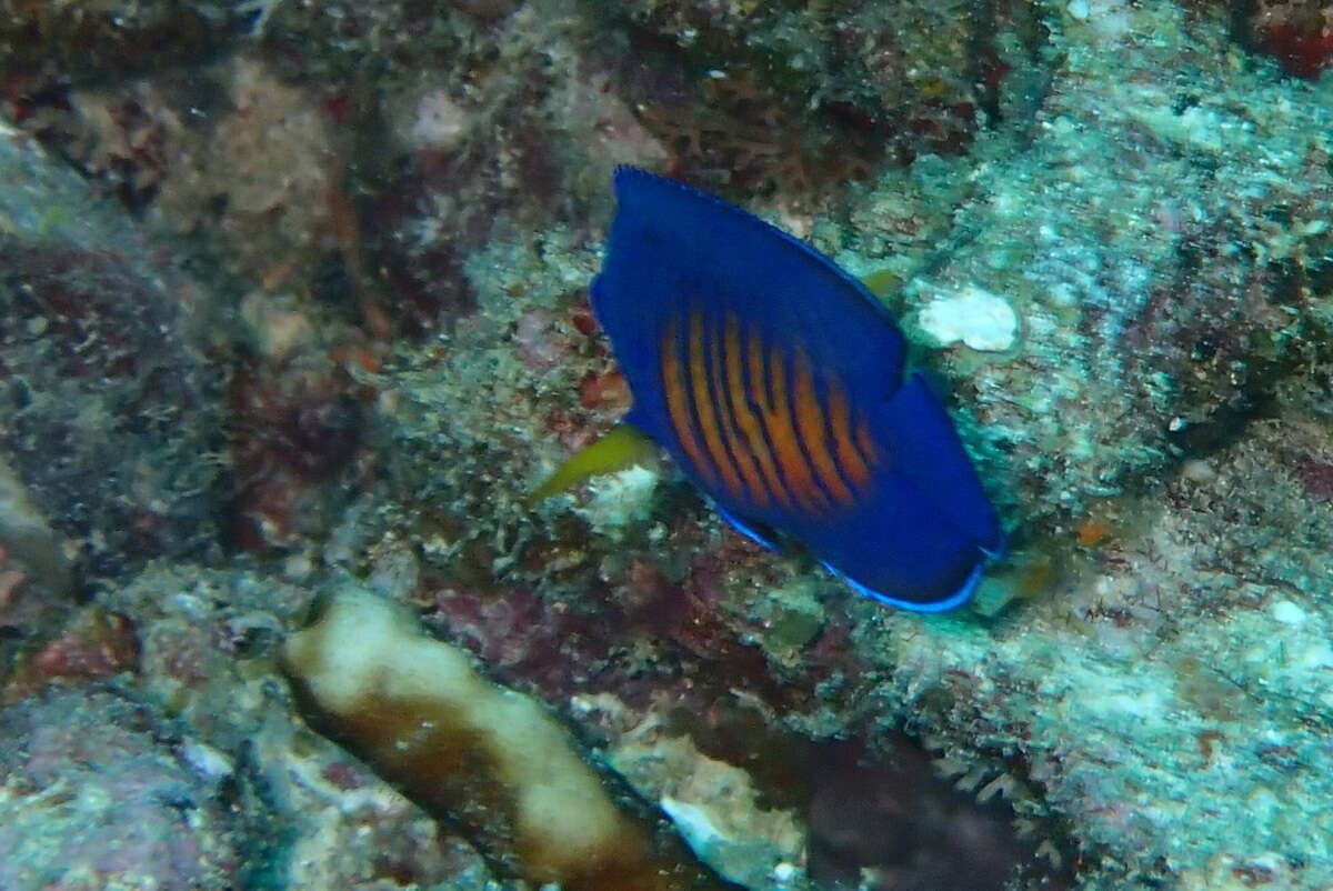 Image of Coral Beauty Angel