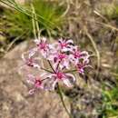 Image of Nerine frithii L. Bolus