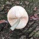 Image of Pluteus punctatus Wichanský 1972