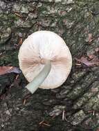 Image of Pluteus punctatus Wichanský 1972