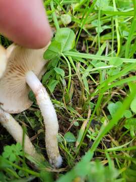 Image of Pholiota gummosa (Lasch) Singer 1951