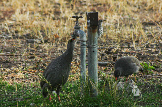 Image of Red-billed Francolin