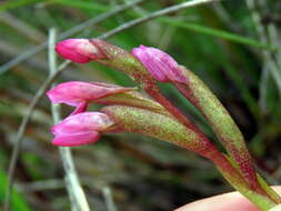 Image de Disa vaginata Harv. ex Lindl.