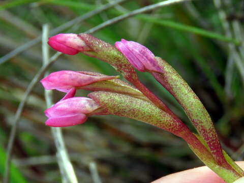 Image of Disa vaginata Harv. ex Lindl.